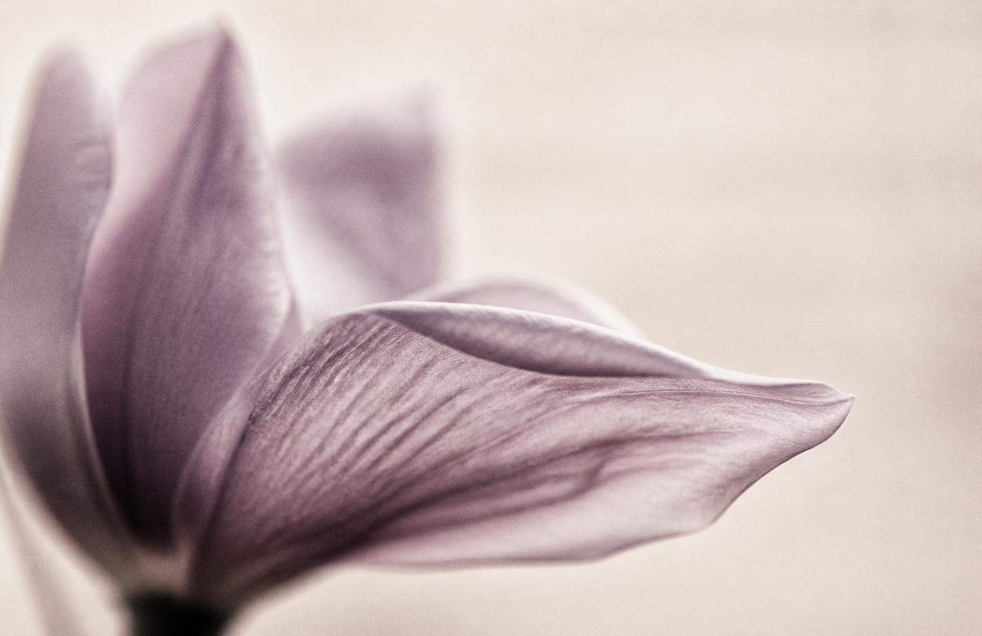 やわらかな光の中で、静かにひらく薄紫の花びら